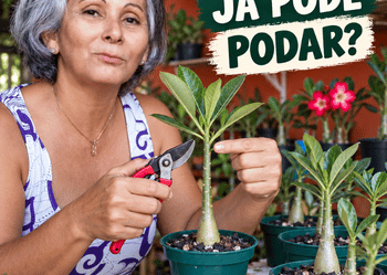 Rosa do Deserto com 5 Meses: Já Está na Hora de Podar?